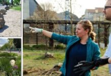 Bolovanii din Timișoara: Beneficii ecologice sau soluții deficitare?