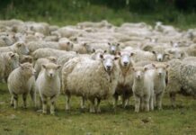 Focar de Pesta Micilor Rumegătoare în Timiș: Mii de Oi Sacrificate și 33 de Localități Sub Restricții