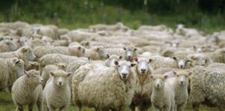 Focar de Pesta Micilor Rumegătoare în Timiș: Mii de Oi Sacrificate și 33 de Localități Sub Restricții