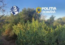 Percheziții DIICOT în Caraș-Severin: Destructurarea unei rețele de trafic de droguri