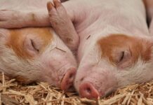 Sprijin financiar de până la 50.000 de euro pentru fermierii din Bihor