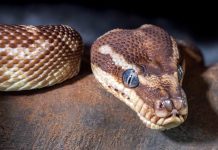 Descoperire șocantă: 92 de reptile confiscate de vameșii din Koln