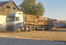 Controale stricte pe drumurile din Lugoj: Amenzi și confiscări în domeniul transporturilor de lemn