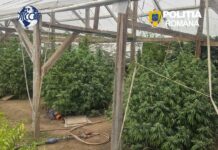 Bărbat de 52 de ani arestat pentru trafic de droguri în Moșnița Nouă și Periam