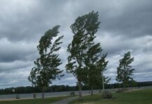 Atenționare meteo: Cod galben de vânt în Timiș și Caraș-Severin